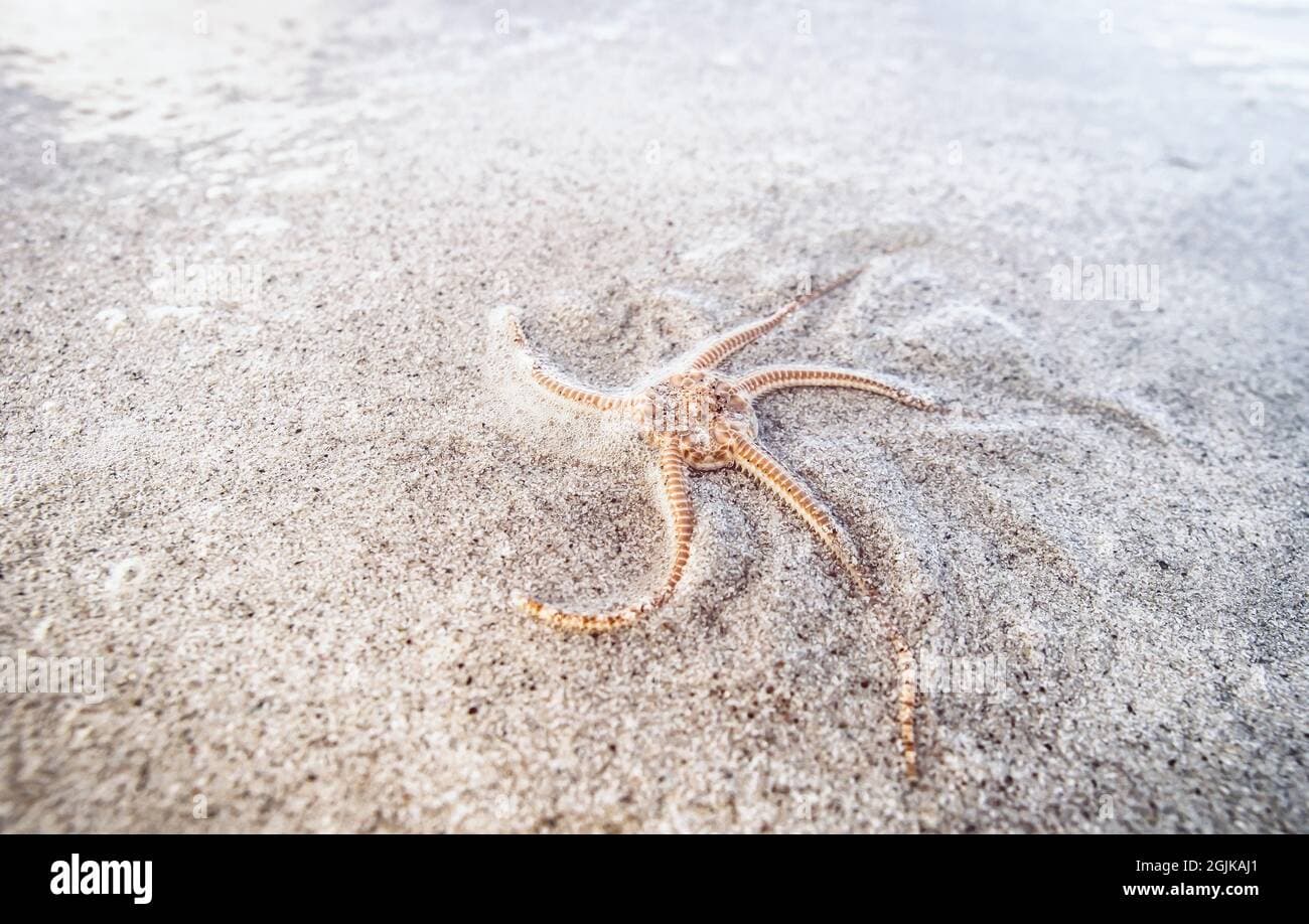 Thousands of Starfish Mysteriously Wash Up on Scottish Beach