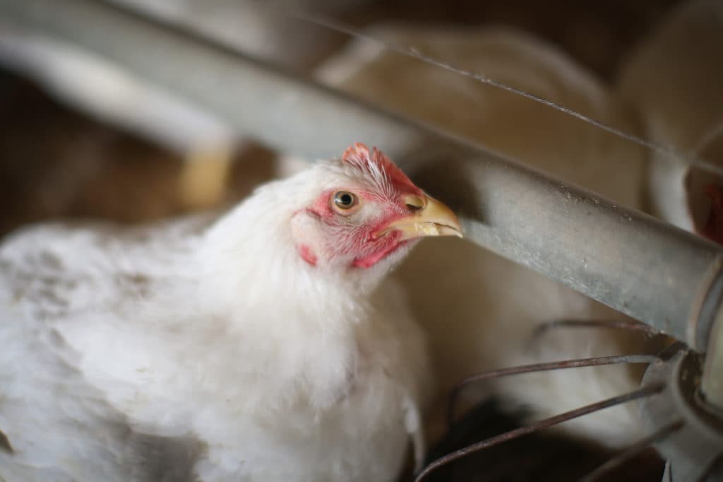 Netherlands to cull 161,000 chickens due to bird flu outbreak