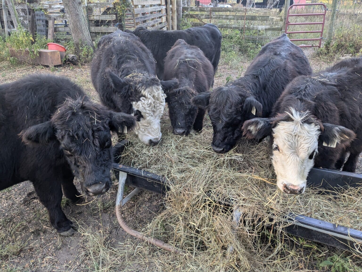 Tyson Foods to close one of largest beef plants due to low cattle supplies