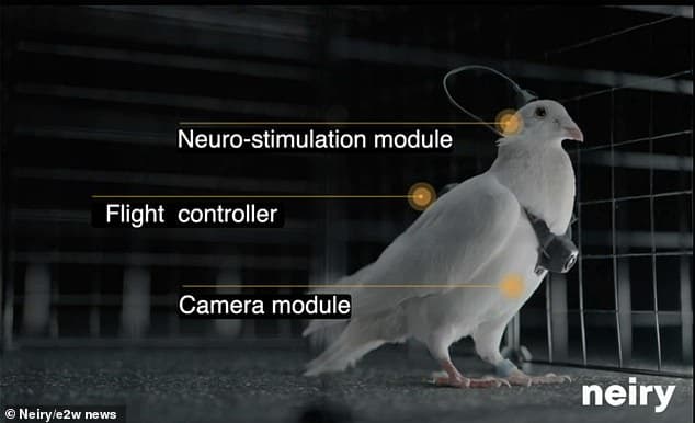 Putin’s scientists reveal spy pigeons with brain implants and cameras