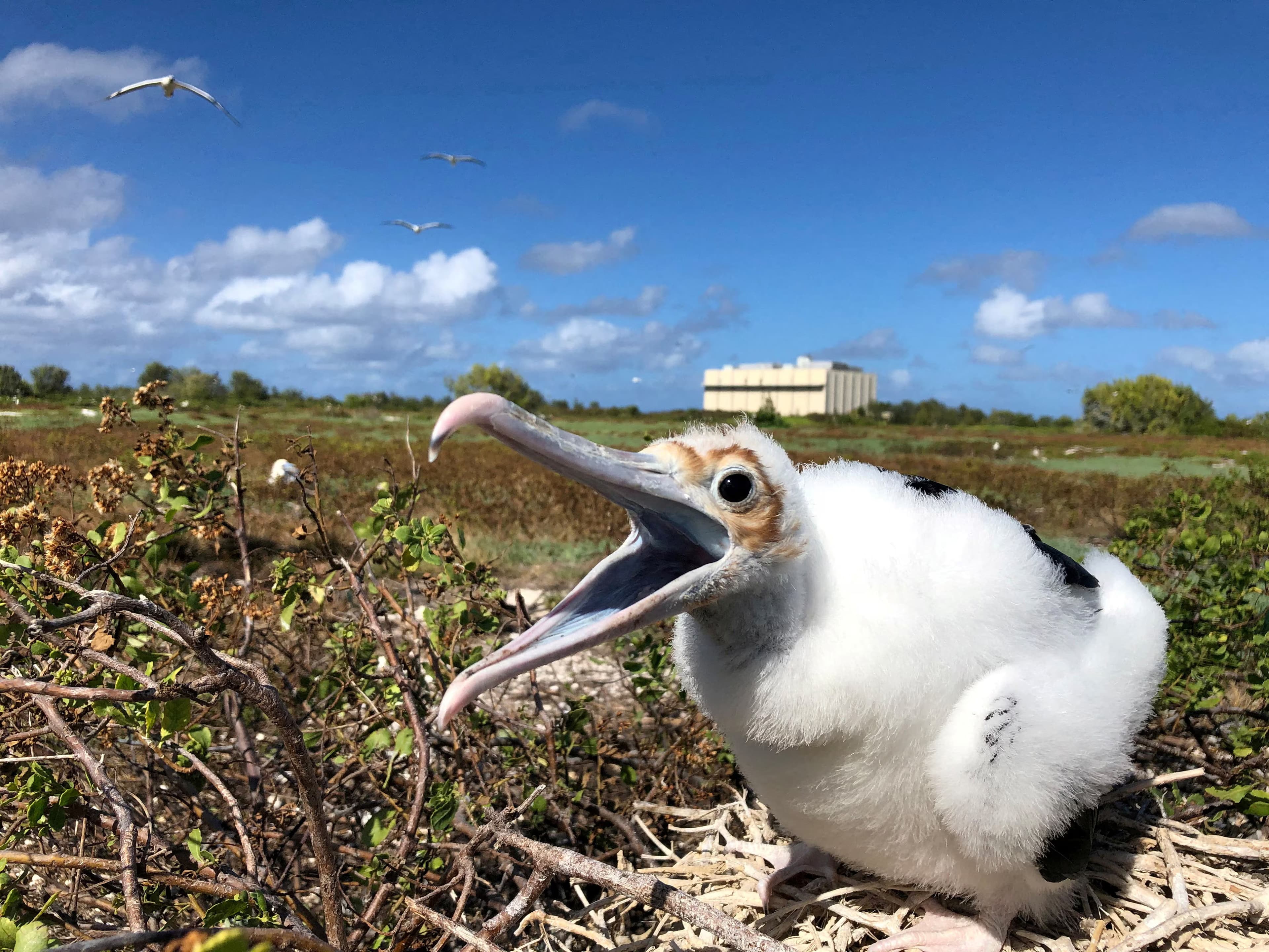 Air Force Halts Dangerous Rocket Tests That Threaten 1.5 Million Seabirds