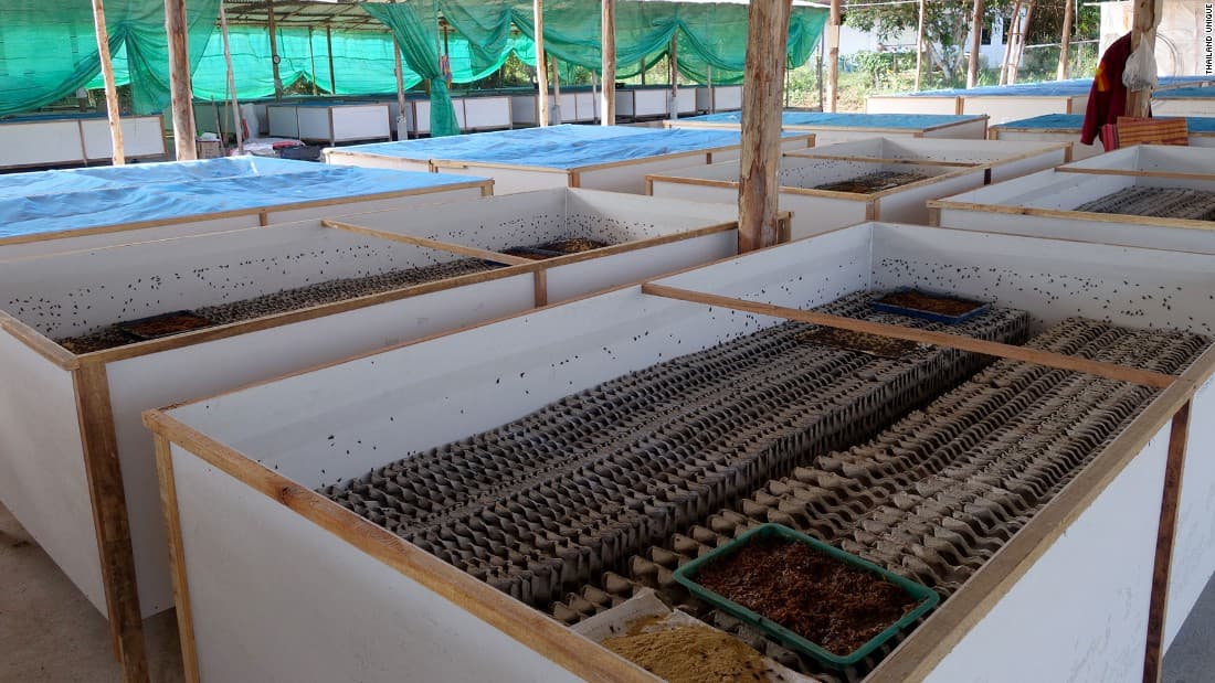 SHOCKING: 80% of Americans Refuse to Eat Bugs While Climate Crisis Worsens