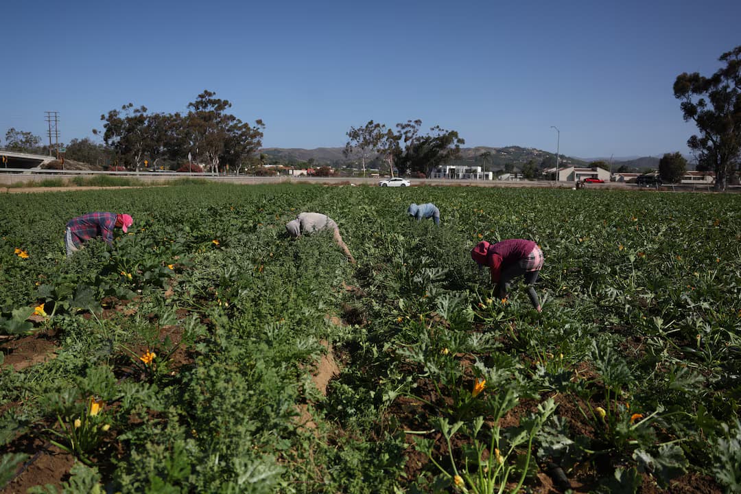 70% of Farmworkers Disappear as ICE Raids Terrorize California Fields