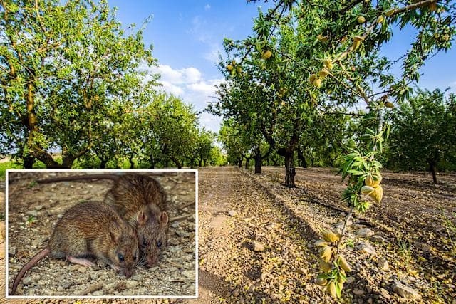 California Almond Farmers Brace for $300 Million Loss as Rat Invasion Escalates