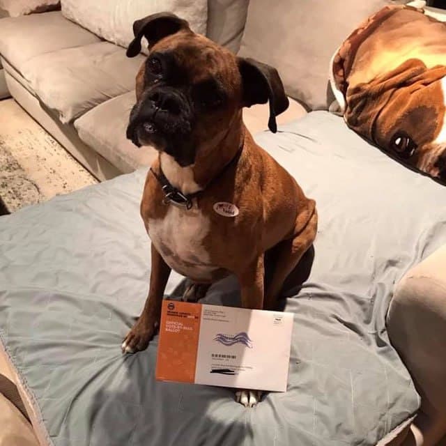 California Woman Charged with Election Fraud for Voting Dog