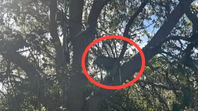 FBI removes hunting stand with view of Trump’s Air Force plane for analysis