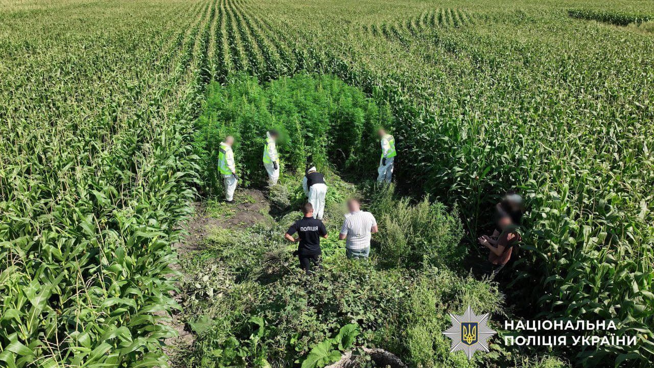 Ukrainian Police Seize 57 kg of Cannabis and Destroy 21,000 Plants in Major Operation