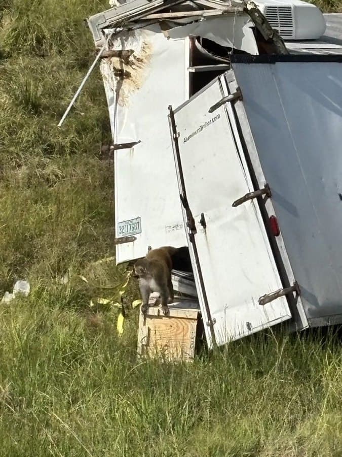 Truck carrying 21 lab monkeys overturns in Jasper County, Mississippi