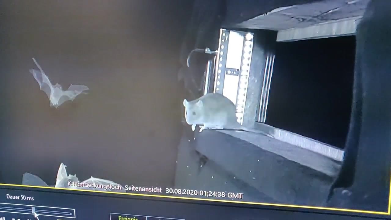 [Video] German study finds rats catching bats mid-air, raising disease risks