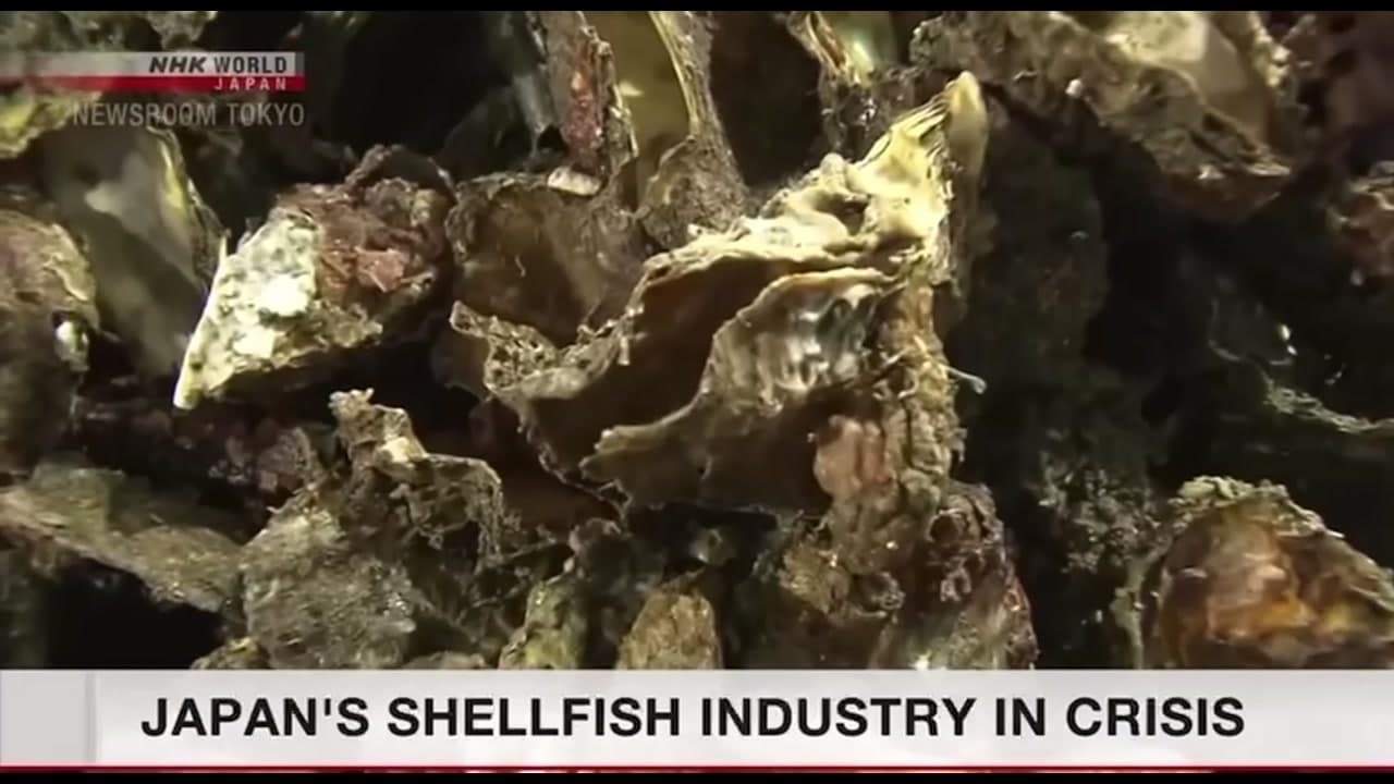 [Video] Japan investigates premature death of farmed oysters and scallops