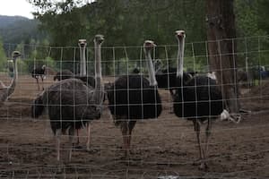 Execution of 300 healthy ostriches by firing squad now complete