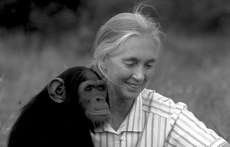 Featured image for: Jane Goodall, renowned conservationist, dies aged 91 Jane Goodall, renowned conservationist, dies aged 91