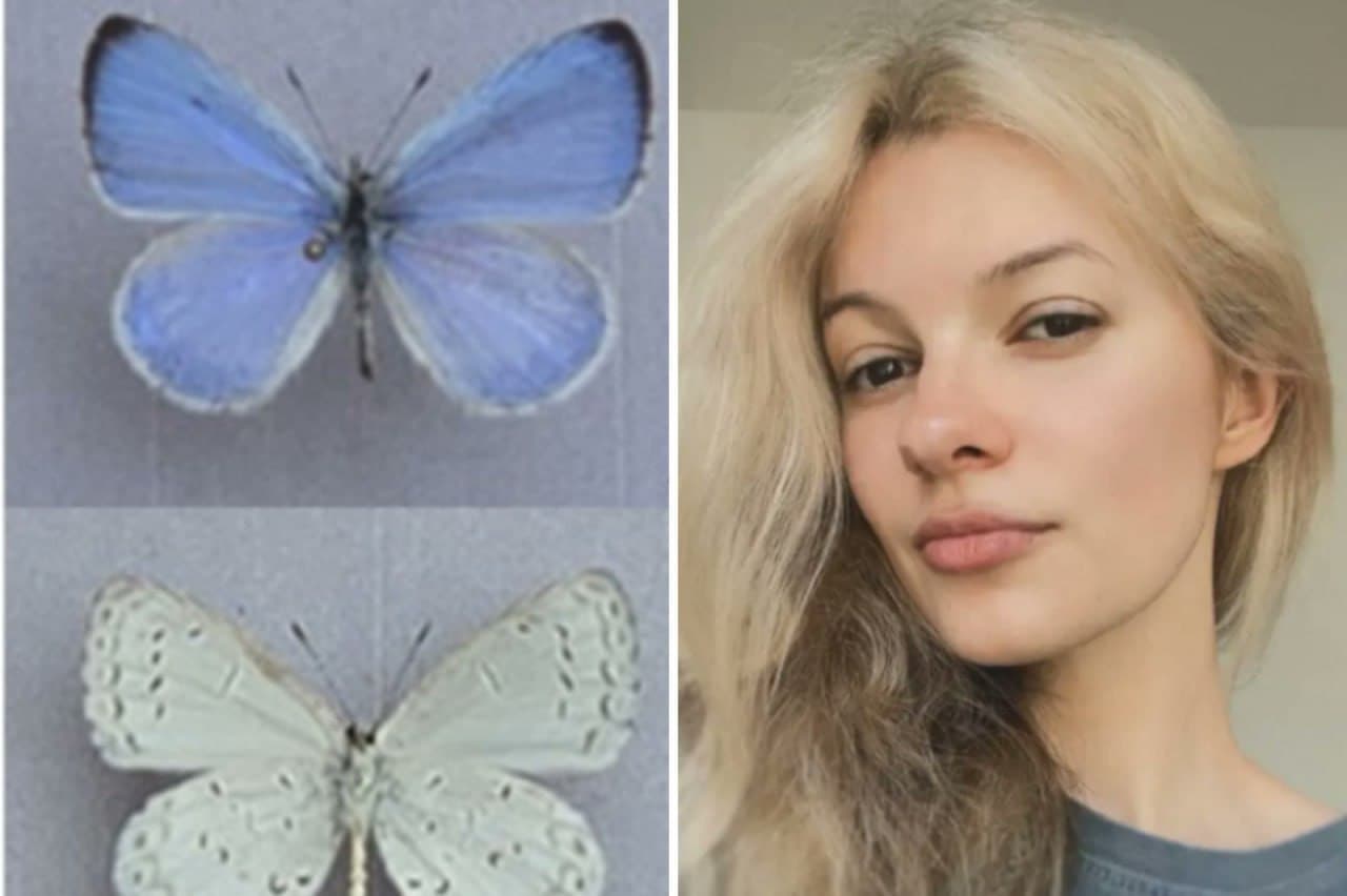 Featured image for: Scientist names new butterfly species 'Iryna's Azure' to honor Iryna Zarutska Scientist names new butterfly species 'Iryna's Azure' to honor Iryna Zarutska
