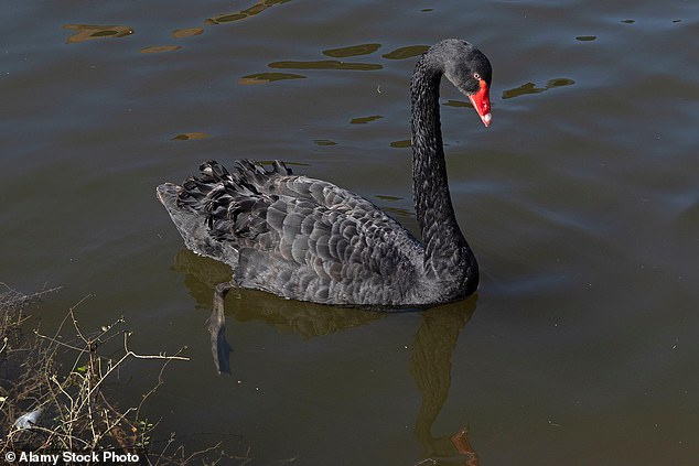 Black swan Reggie exiled from Stratford-upon-Avon for 'terrorizing' tourists