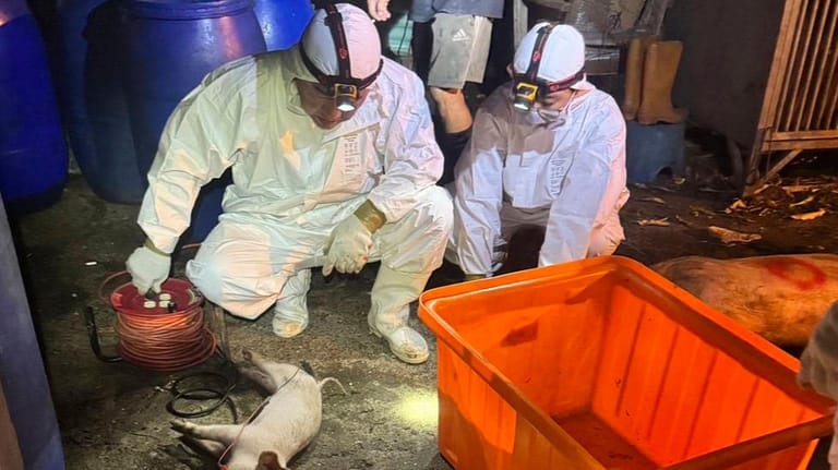 Taiwan culls 195 pigs after first detection of African swine fever