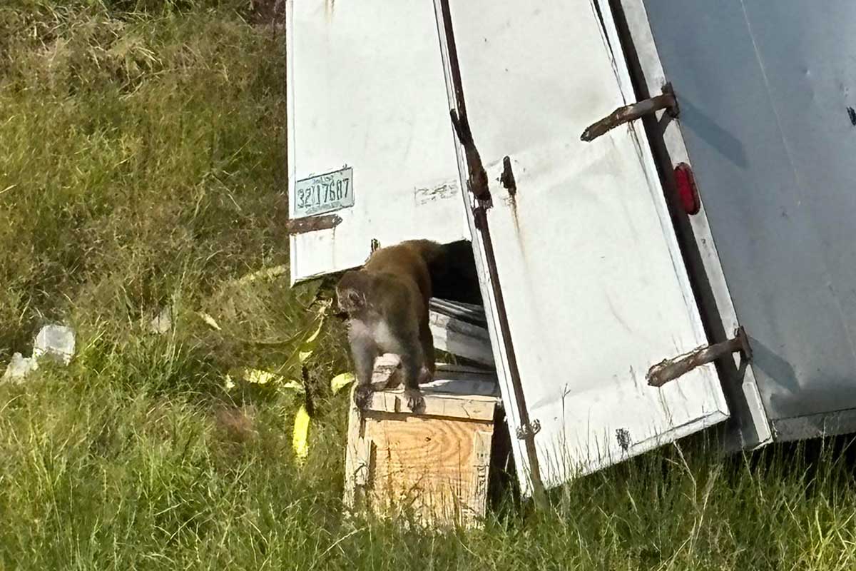 Monkeys for hepatitis C, herpes, and COVID testing killed in truck crash