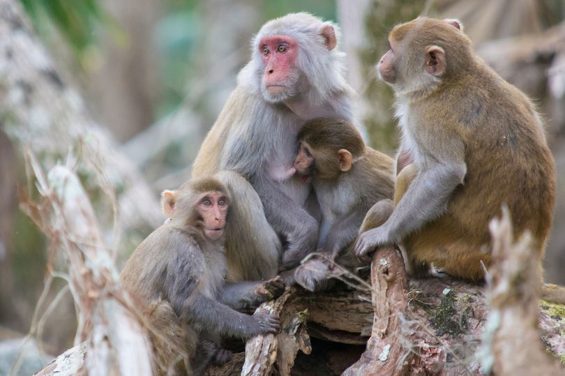 Image for Monkeys for hepatitis C, herpes, and COVID testing killed in truck crash