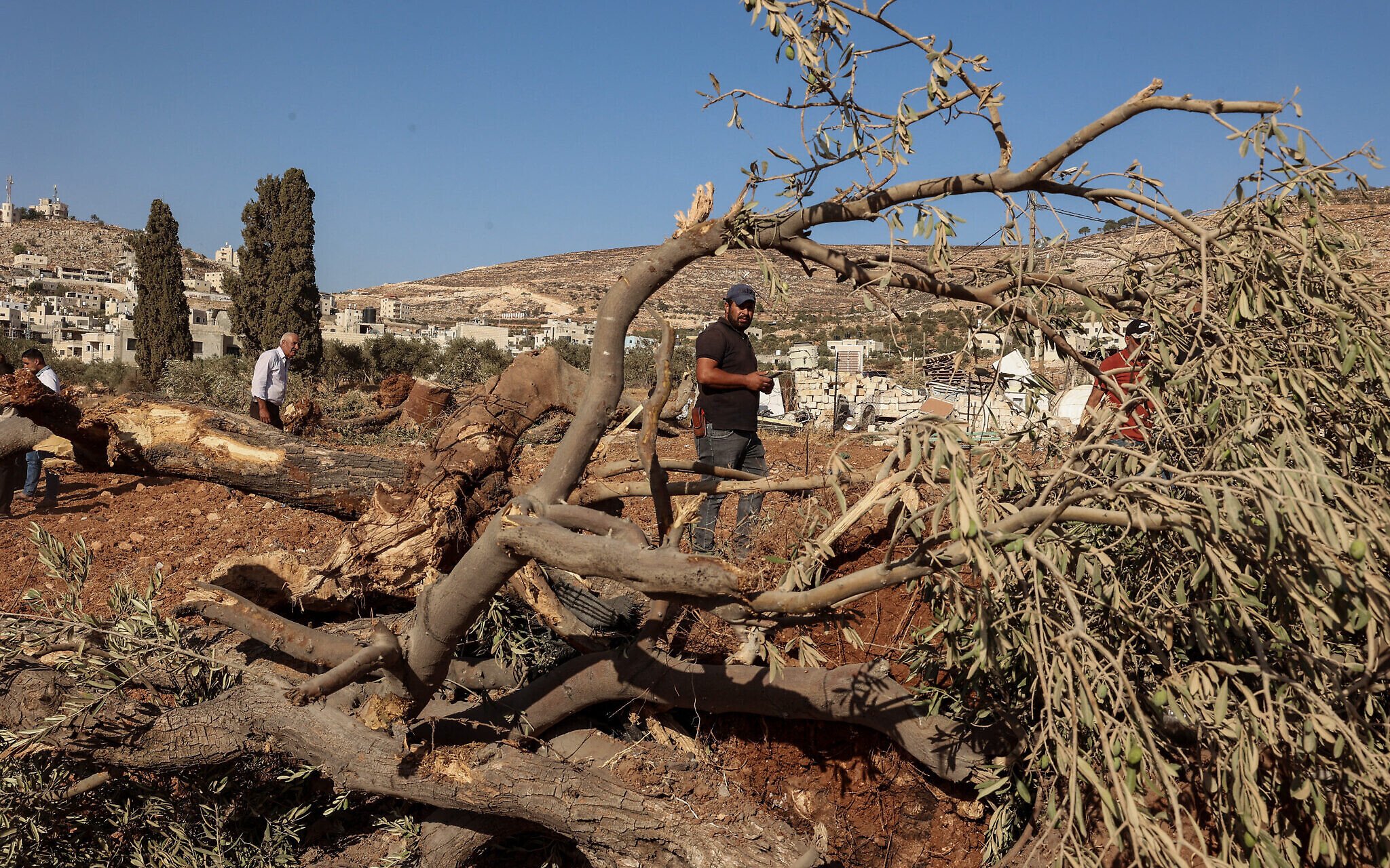 Image for IDF Uproots Thousands of Olive Trees in West Bank After Shooting