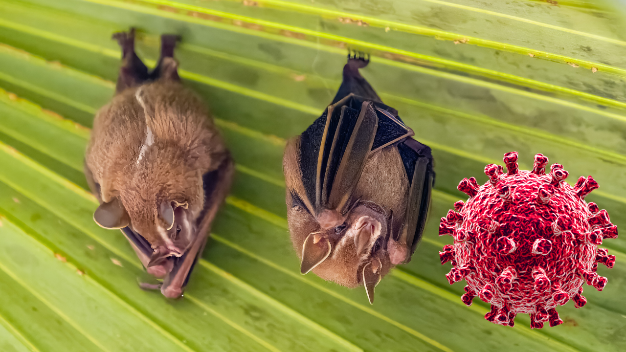 Scientists discover new COVID-like virus in South American bats