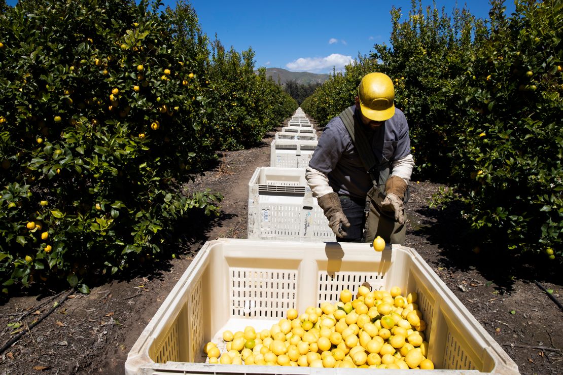 Food supply worries farmers in US as coronavirus disrupts their wo…