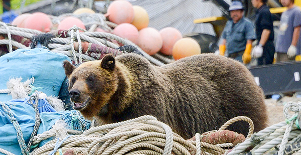 As Japan's rural towns shrink, bears move in - E&E News by ...