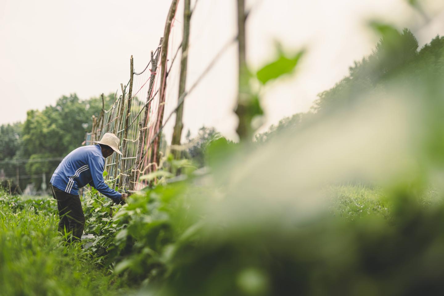 Agreement benefits urban farmers, entire Indiana watershed ...