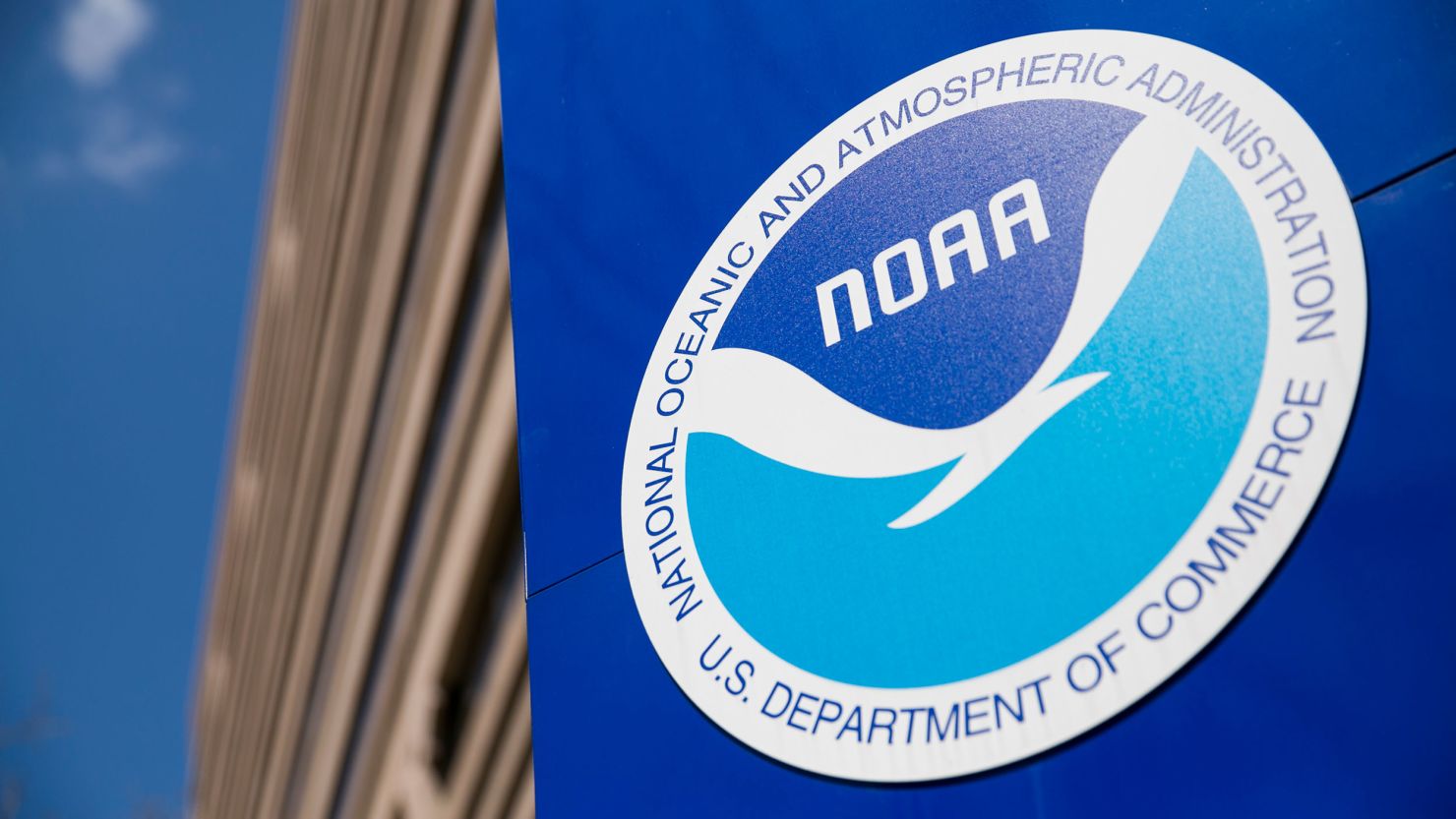 Dolphin shot to death in Louisiana: $20,000 reward offered for ...