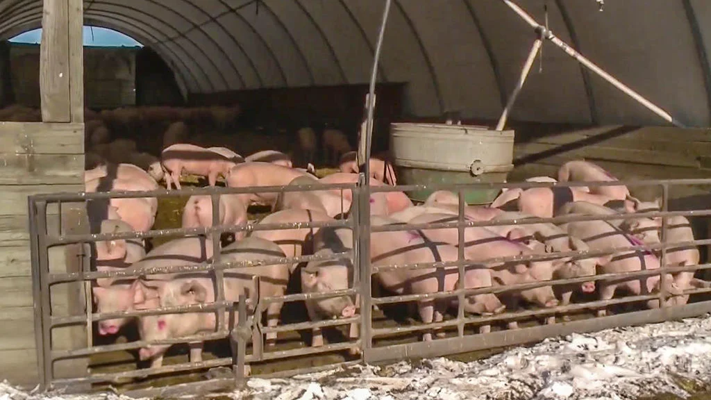 Pork producers lobby for new farm bill to overturn California's Prop 12