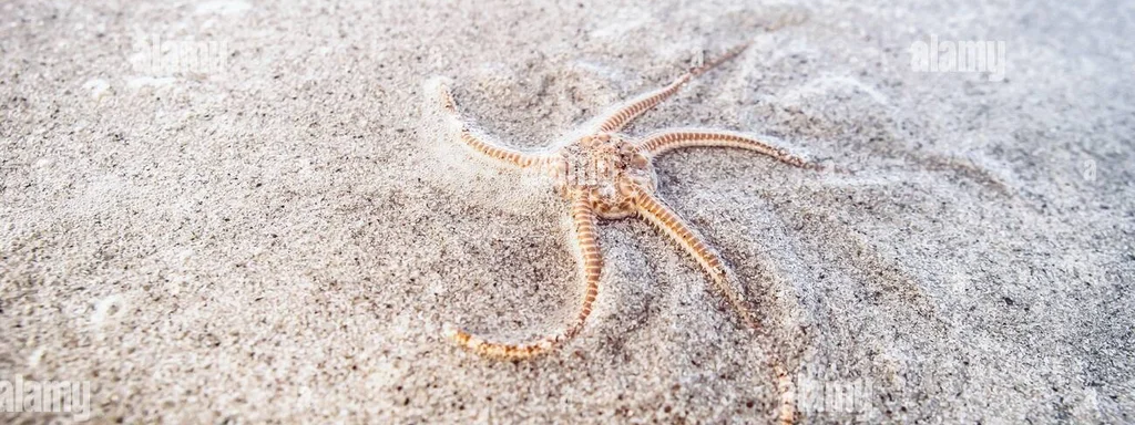 Featured image for: Thousands of Starfish Mysteriously Wash Up on Scottish Beach Thousands of Starfish Mysteriously Wash Up on Scottish Beach