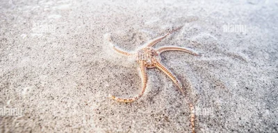 Thousands of Starfish Mysteriously Wash Up on Scottish Beach