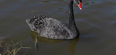 Black swan Reggie exiled from Stratford-upon-Avon for 'terrorizing' tourists