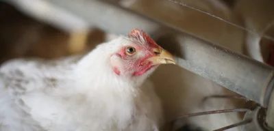 Netherlands to cull 161,000 chickens due to bird flu outbreak