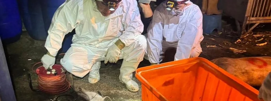 Featured image for: Taiwan culls 195 pigs after first detection of African swine fever Taiwan culls 195 pigs after first detection of African swine fever