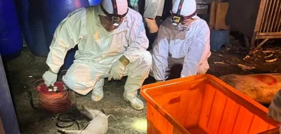 Taiwan culls 195 pigs after first detection of African swine fever