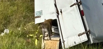 Monkeys for hepatitis C, herpes, and COVID testing killed in truck crash
