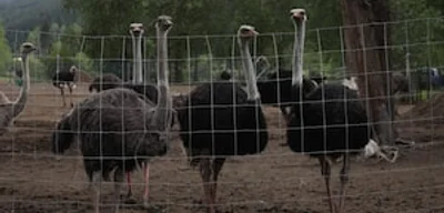 Execution of 300 healthy ostriches by firing squad now complete