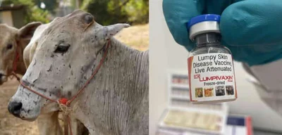 France mandates vaccination of one million cows against lumpy skin disease
