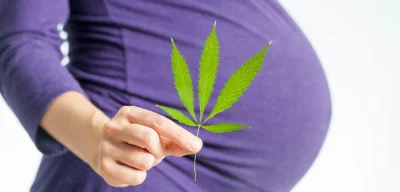 Studies show cannabis use reduces fertility in men and women