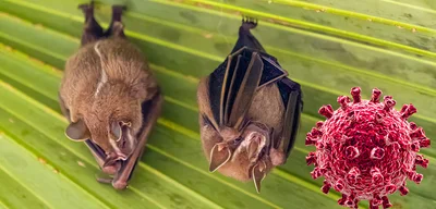 Scientists discover new COVID-like virus in South American bats