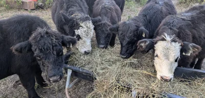 Tyson Foods to close one of largest beef plants due to low cattle supplies