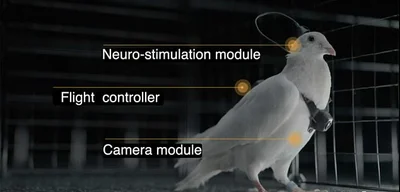 Putin’s scientists reveal spy pigeons with brain implants and cameras