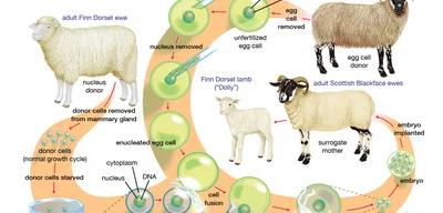 Canada's government backs down on unlabeled cloned meat policy