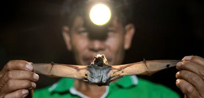 Chinese researchers create modified SADS-CoV virus capable of infecting humans