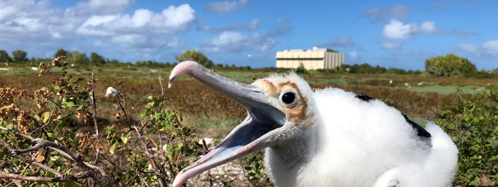 Air Force Halts Dangerous Rocket Tests That Threaten 1.5 Million Seabirds