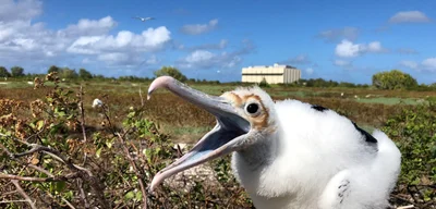 Air Force Halts Dangerous Rocket Tests That Threaten 1.5 Million Seabirds