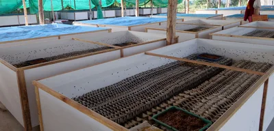 SHOCKING: 80% of Americans Refuse to Eat Bugs While Climate Crisis Worsens