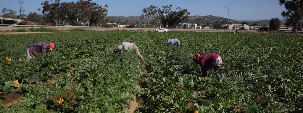 70% of Farmworkers Disappear as ICE Raids Terrorize California Fields