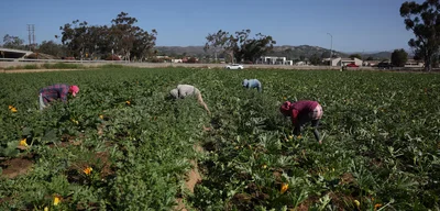 70% of Farmworkers Disappear as ICE Raids Terrorize California Fields