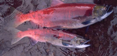 Salmon Populations Plummet by 70% Amid Corporate Greed and Regulatory Failures