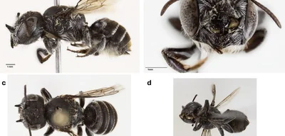 New bee species with 'devil horns' discovered in Australia